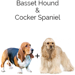Hush Basset Dog